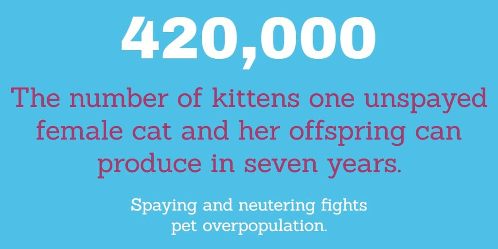 World Spay Day - one unspayed cat can result in 420,000 kittens in 7 years